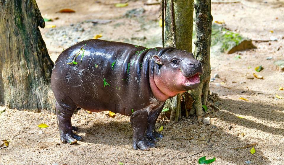 Hay un adorable bebé de hipopótamo pigmeo en EE.UU. y Atlanta tiene un vuelo directo de 2 horas para conocerlo