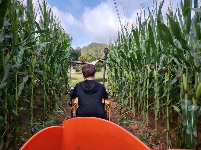 child doing a corn maze