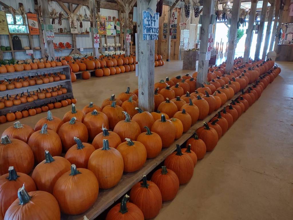 pumpkin patch with tons of pumpkins