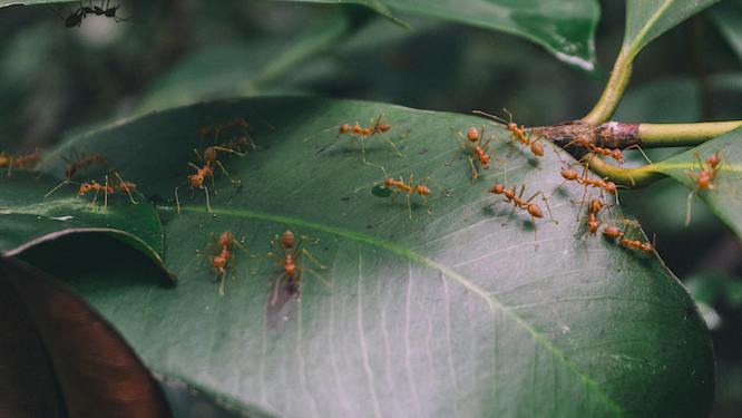 fire ants on a leaf
