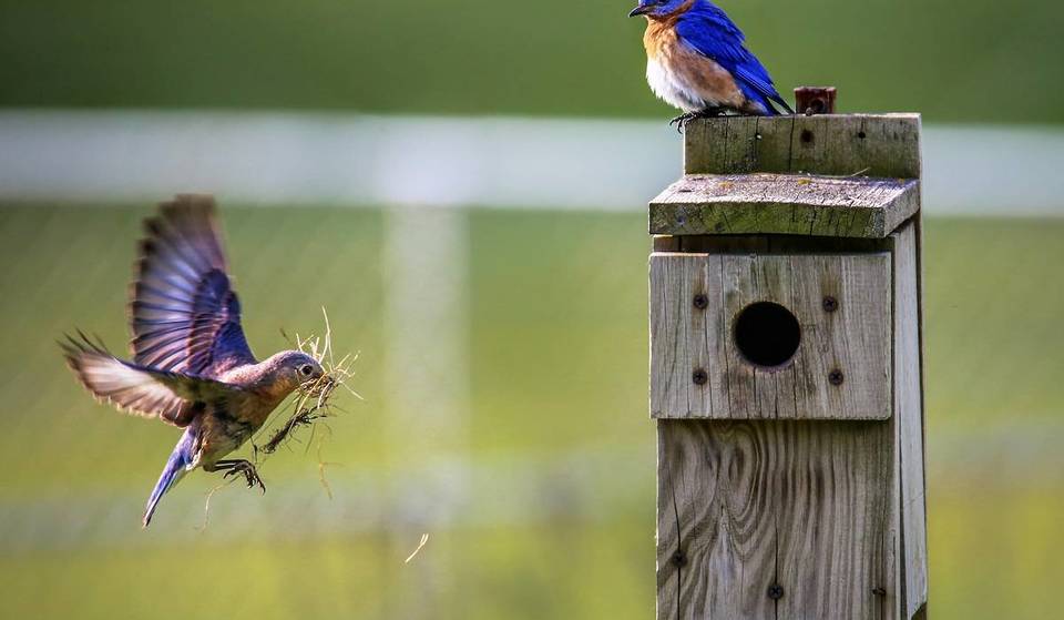 Esta ciudad de la zona metropolitana de Atlanta, a sólo 20 minutos de Atlanta, es oficialmente la primera «ciudad de las aves» certificada de Georgia.