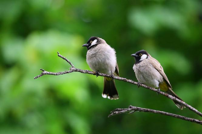 two chickadee birds