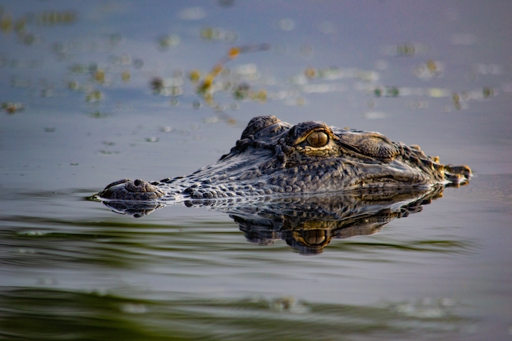 an alligator poking its head out of the water