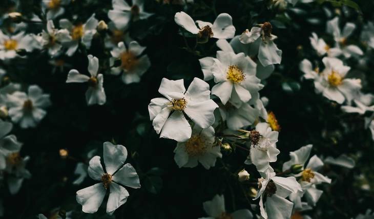 ¿Conoces la flor del estado de Georgia? – Guía de todos los símbolos del estado de Georgia