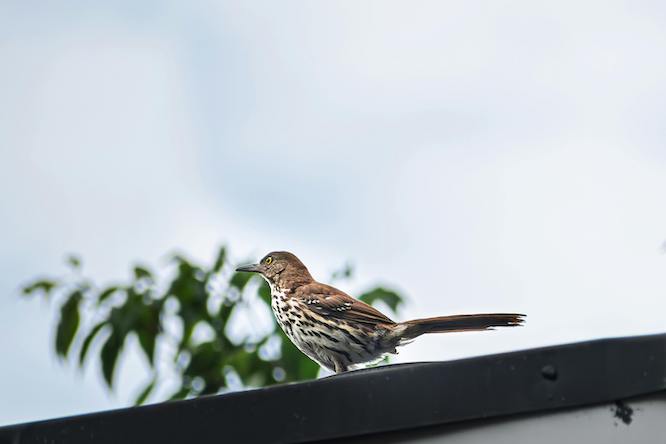 brown thrasher bird