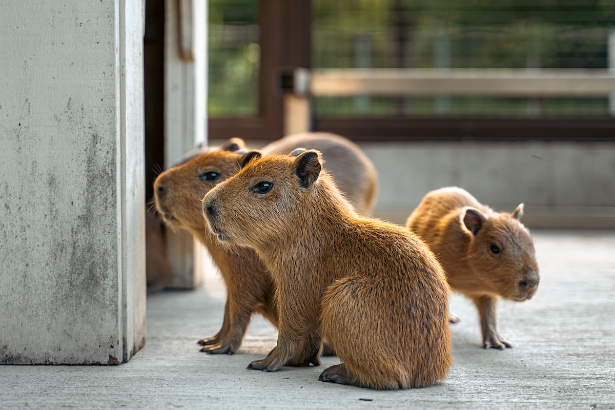 New capybara pups born at Audubon Zoo in New Orleans - Axios New Orleans, image size:1200x800