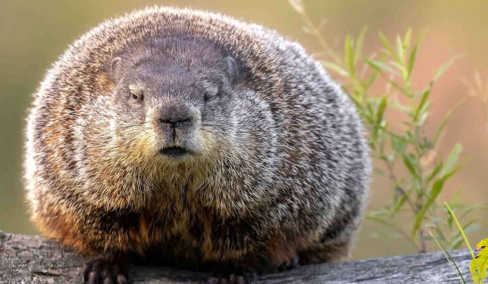 Georgia’s Beloved Groundhog, Beauregard ‘Beau’ Lee, Is The Oldest Groundhog In Georgia’s History & Correct 80% Of The Time — Here’s His Winter Weather Prediction