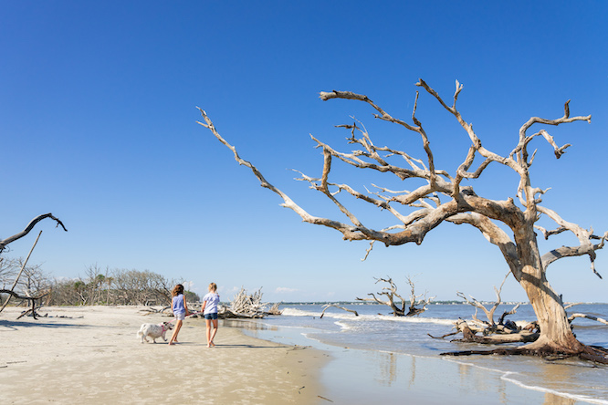 Driftwood beach