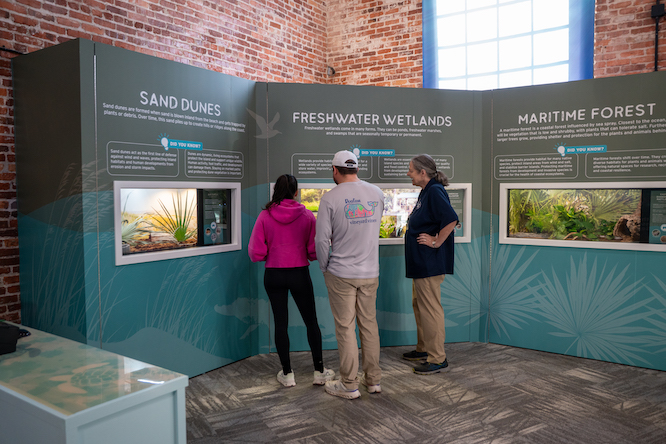 new exhibit at The Georgia Sea Turtle Center