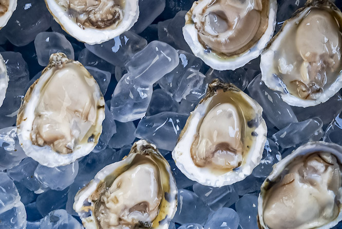 oysters in an ice bath