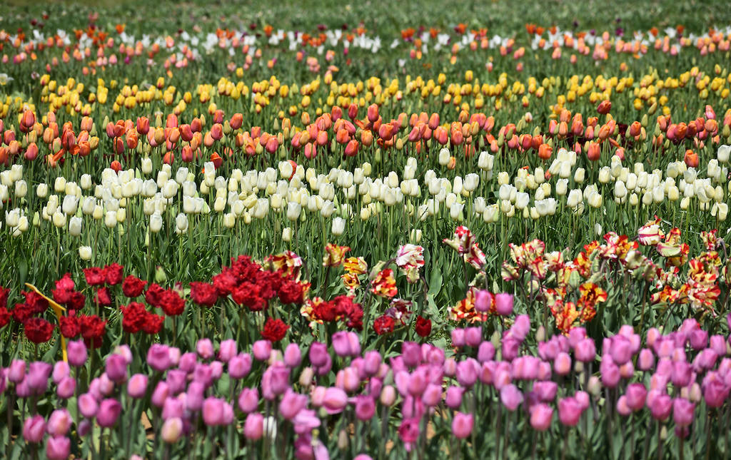 Tulipanes en Pilot Point, Texas