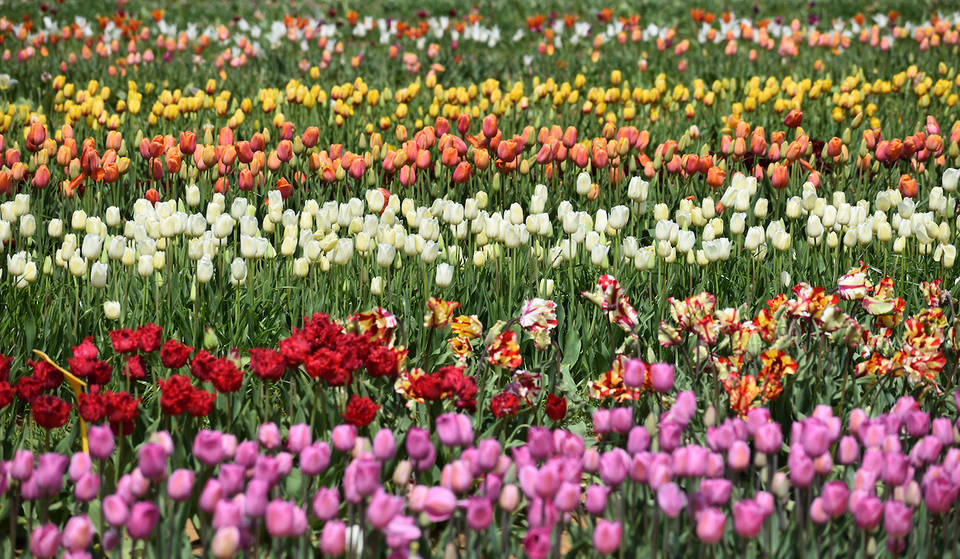 This Stunning Tulip Festival Just 1.5 Hours From Atlanta Boasts 90,000+ Beautiful Blooms, An Artisan Market, Food Trucks & More