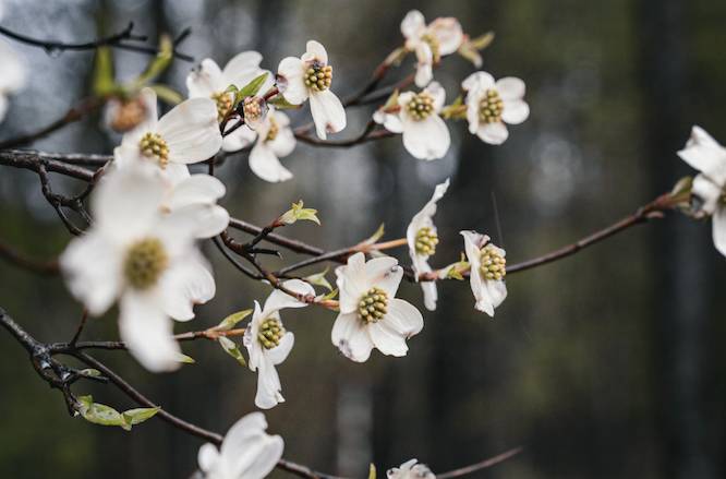 dogwood flowers