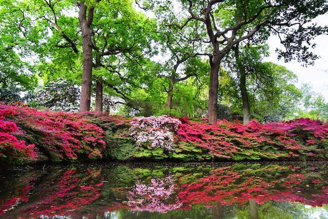 The Isabella Plantation pond with Azalea flowers in bloom. Richmond Park, London, England, UK