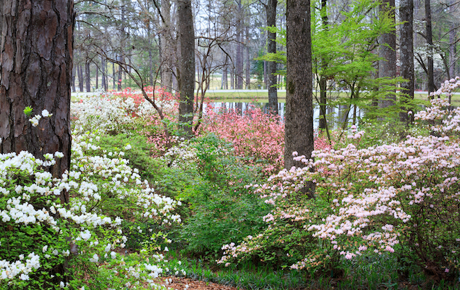 View of blooming azaleas from the nature trails in Callaway Gardens Overlook, an award-winning travel destination in the foothills of the Appalachian Mountains, Pine Mountain, Georgia.