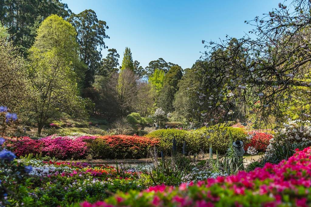 Vibrantes arbustos de azaleas y coloridas flores primaverales llenan el paisaje del Jardín Botánico de Dandenong Ranges, rodeado de árboles bajo un cielo azul brillante.