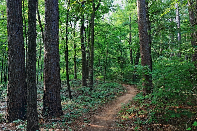 Una ruta de senderismo se adentra en un bosque húmedo y verde de pinos y árboles de madera dura en el Parque Estatal Tyler, en el este de Texas.