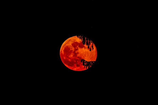 Hermosa luna de sangre detrás de las ramas.