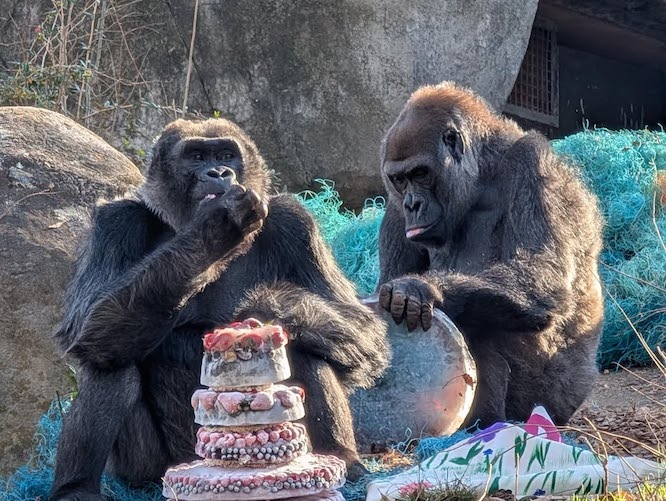 Gorillas at a zoo with a pretty frozen fruit cake