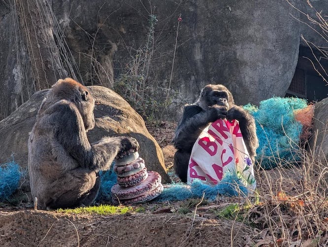 Gorillas at a zoo with a pretty frozen fruit cake
