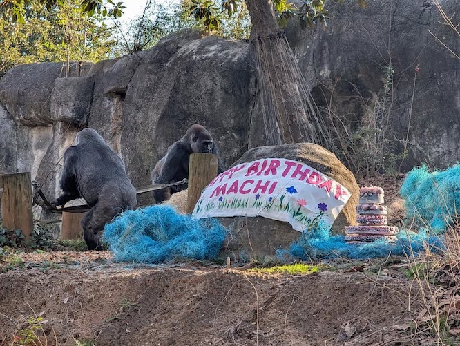 Gorillas at a zoo with a pretty frozen fruit cake