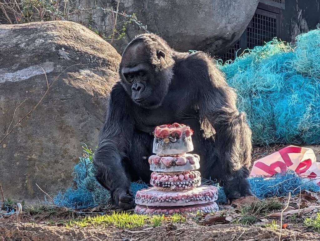 Gorillas at a zoo with a pretty frozen fruit cake