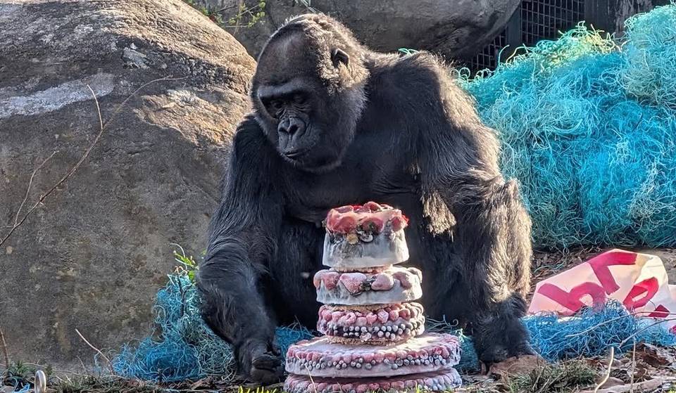 El Zoo de Atlanta lamenta la muerte de una gorila de 50 años y celebra el embarazo de otra