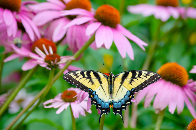 Eastern tiger swallowtail yellow and black butterfly with pink purple cone flower background