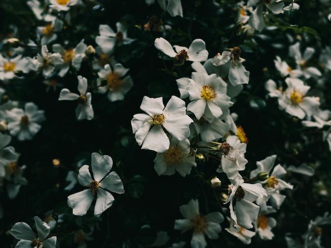 Cherokee Rose