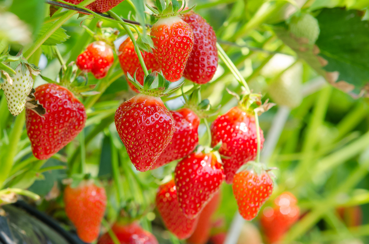 Fresh strawberries that are grown in greenhouses