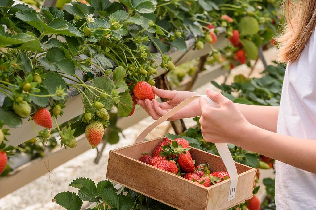 The girl collects large ripe red strawberries from the garden in a basket for the harvest. Strawberry picking by children, the summer season of delicious berries. Selective focus