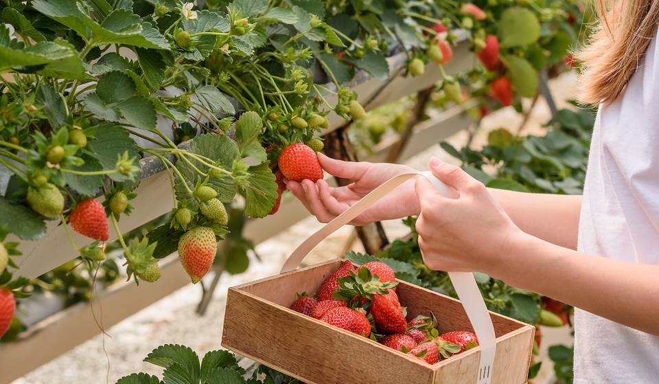 This Adorable Small Town Is Just 2 Hours From Atlanta &amp; It’s Famous For The Massive Georgia Strawberry Festival — Perfect For A Spring Getaway