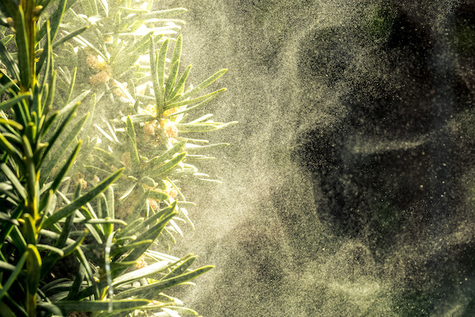Cloud dust of tree