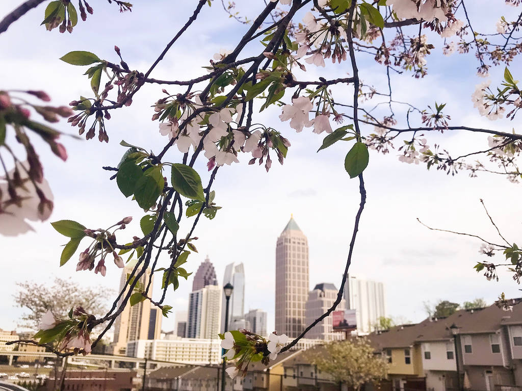 Rascacielos y árboles en flor