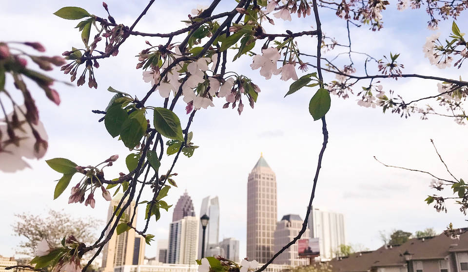 5 Beautiful Places In Georgia To See Cherry Blossoms In Full Bloom