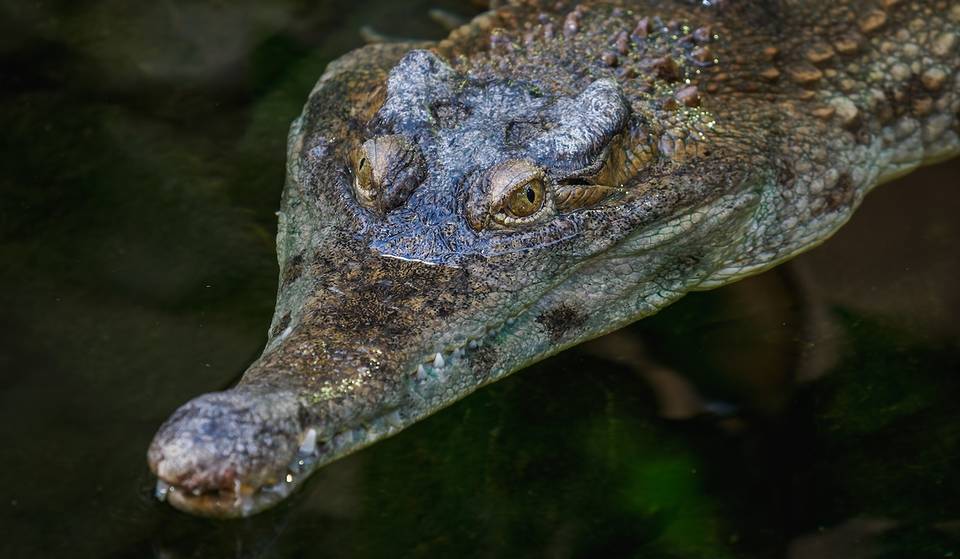 Zoo Atlanta’s Newest Resident Is One Of The Most Endangered Crocodile Species On Earth — Meet Seng, The Siamese Crocodile