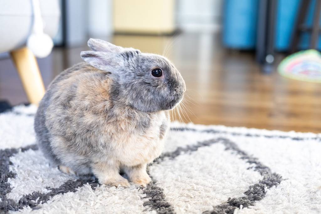 Gray bunny fluffy rabbit baby sitting on carpet. Portrait of cute domestic tiny bunny rabbit cub at home closeup. Sweet grey little bunny animal inside in house. Cute small fur angora rabbit baby pet