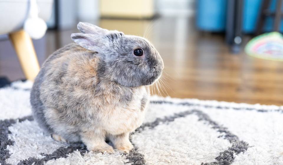 La Georgia House Rabbit Society es el lugar perfecto para adoptar a tu próximo amigo peludo: ¡el conejito de Pascua perfecto te está esperando!