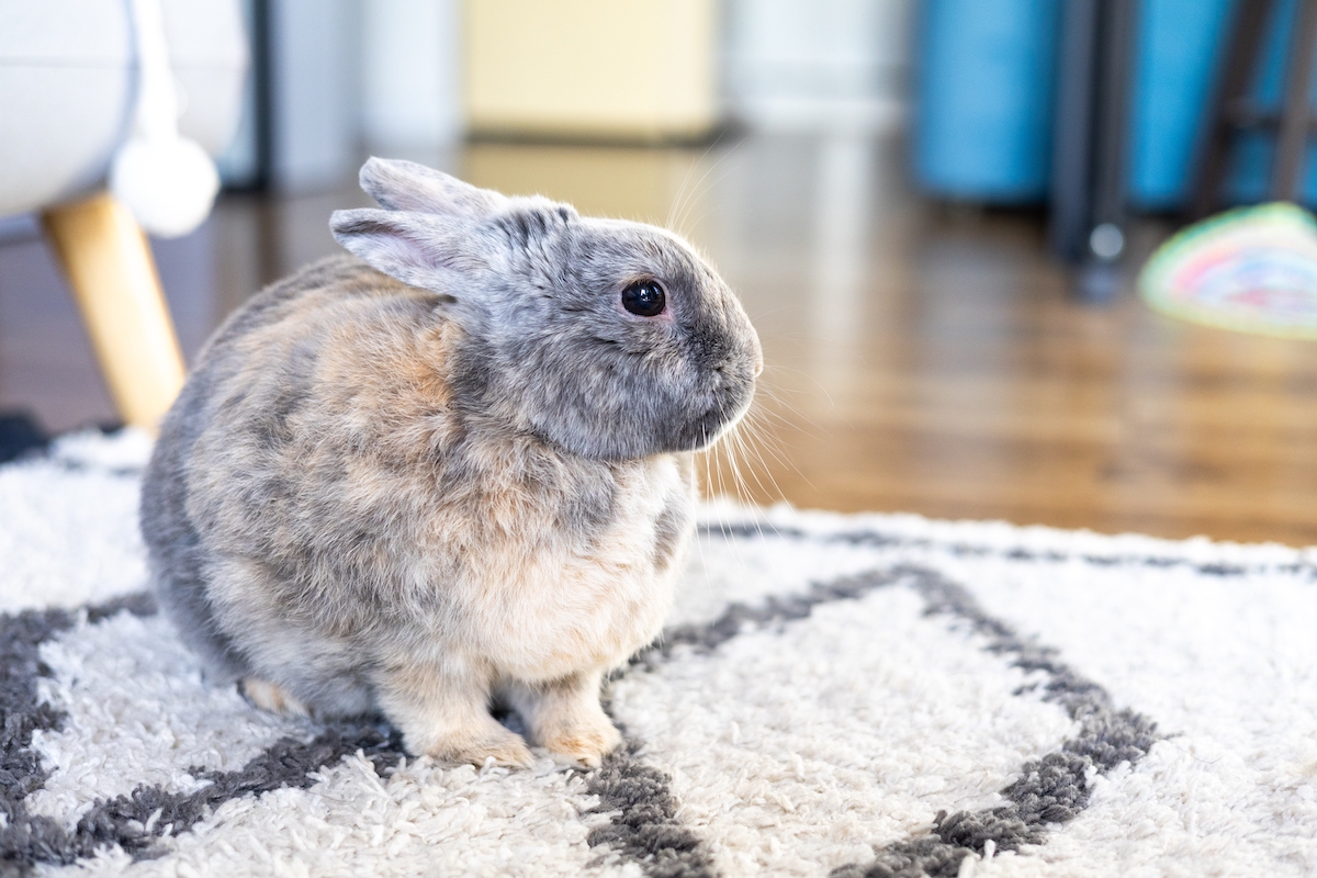 Georgia The Rabbit The Georgia House Rabbit Society Is The Perfect Place To Adopt Your ...