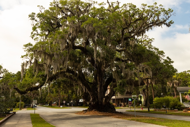 old Lovers Oak tree in Brunswick