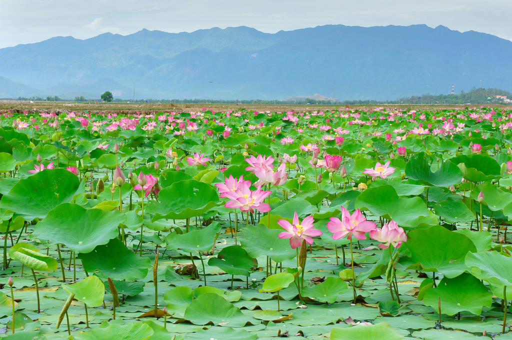 Vietnam flowers, lotus flower bloom in pink, green leaf on water