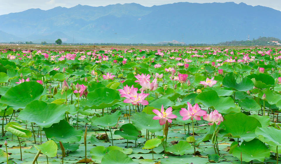 This Secret Lotus Garden Tucked Away In An Unsuspecting Town Just 30 Minutes From Atlanta Will Transport You To The Stunning Lotus Ponds Of Vietnam — &amp; It’s Only $8 To Enter