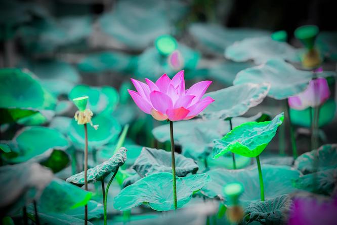 pink lotus flower