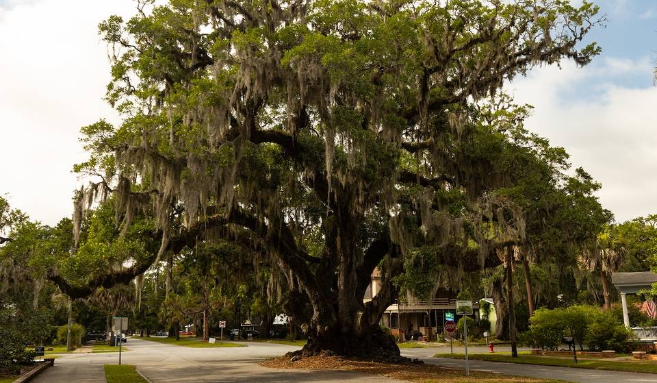 Se dice que este roble de Georgia data del siglo XII: aquí te contamos cómo visitar el Lover’s Oak, de 900 años de antigüedad, a solo 4 horas de Atlanta