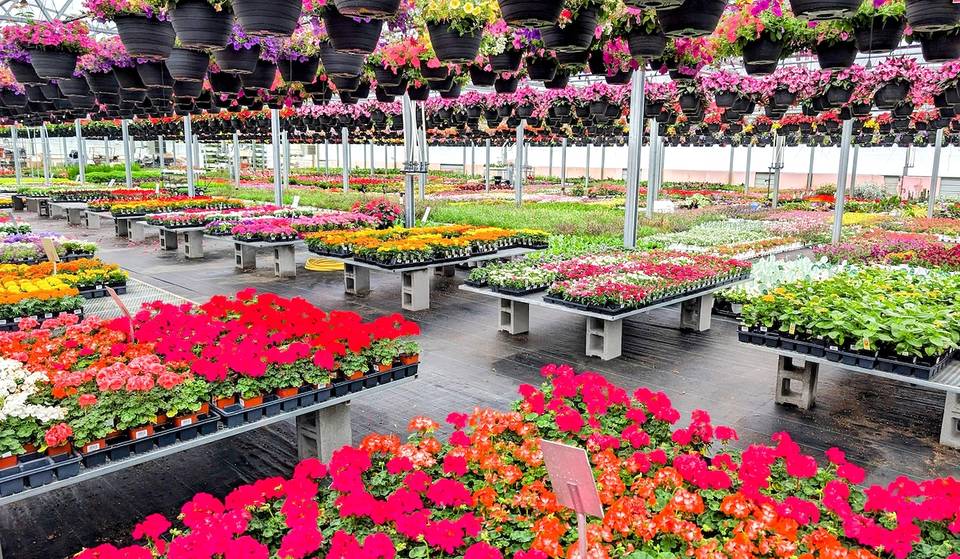 Lowe’s Is Giving Away FREE Flowers For Mother’s Day — Here’s How You Can Pick Your Perfect Bloom