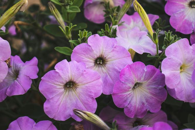purple flowers