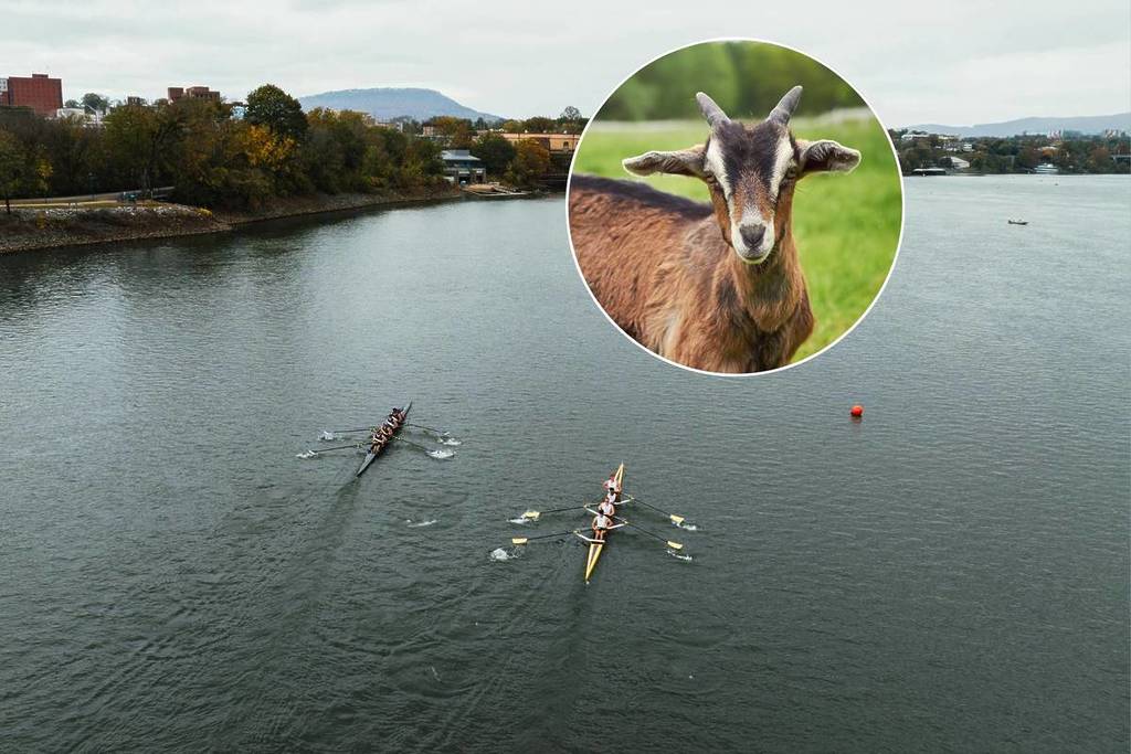 a goat and a photo of rowers on the Tennessee river