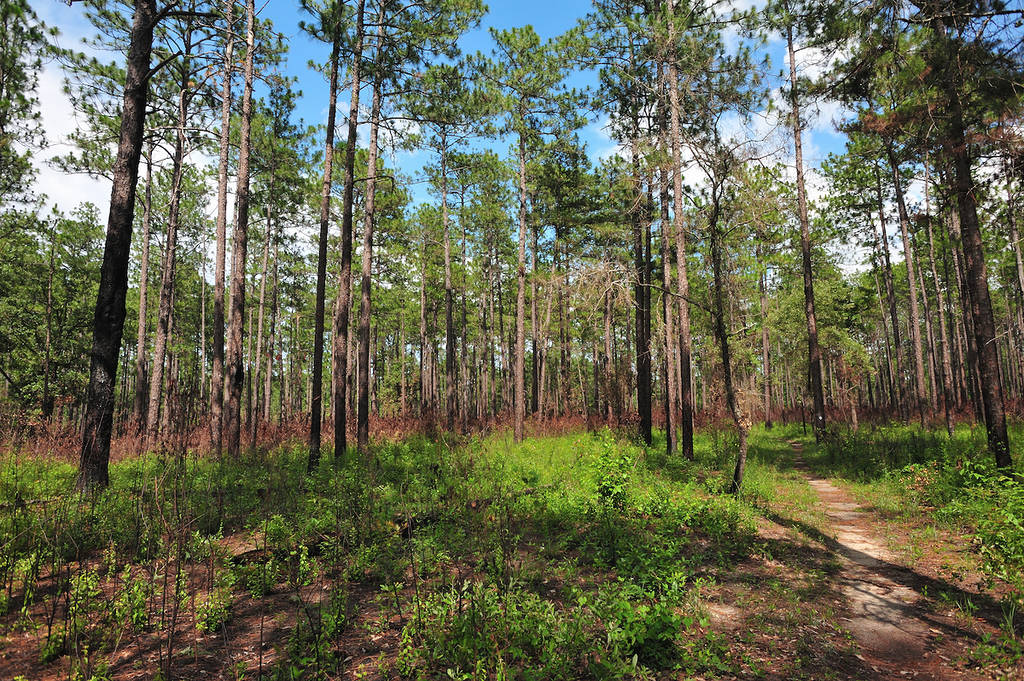 The Bartram walking trail of the Tuskegee Nation Forest.