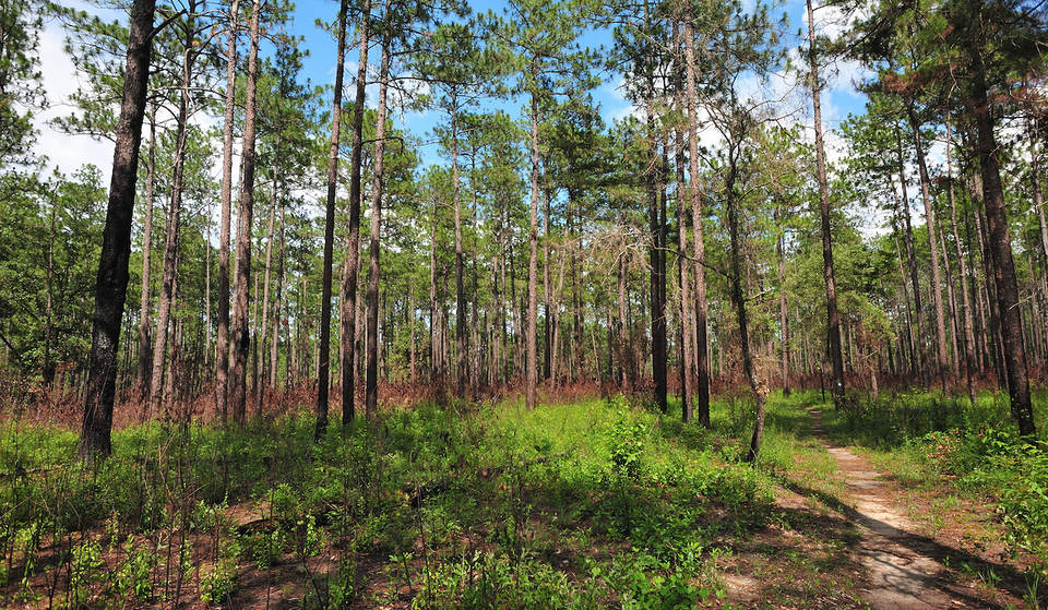 The smallest National Forest in the country is a peaceful oasis just 90 minutes from Atlanta — a secret hideaway, perfect for hiking, birdwatching &amp; camping