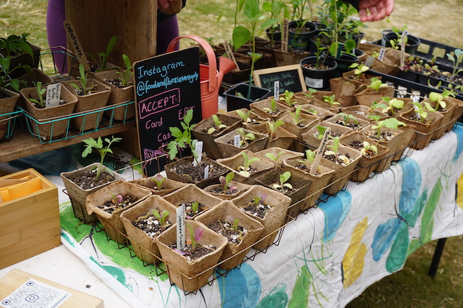 seedlings